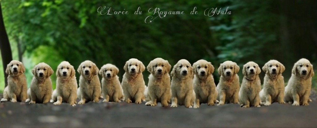 chiot Golden Retriever De L’Orée Du Royaume De Nala