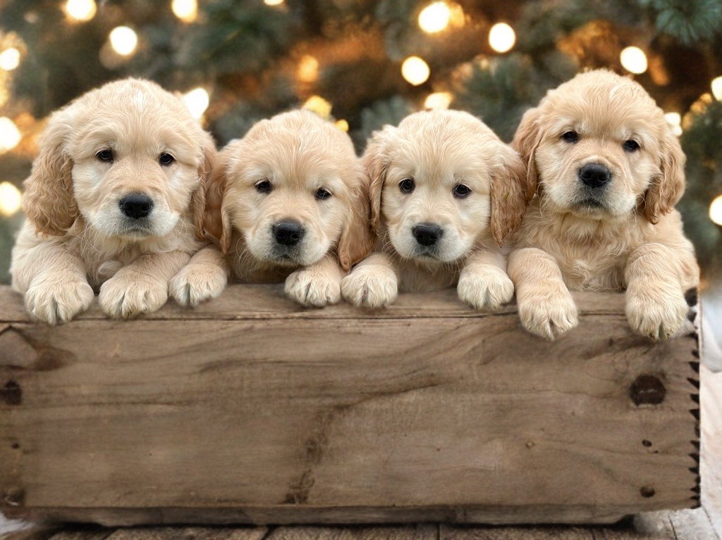 chiot Golden Retriever De L’Orée Du Royaume De Nala