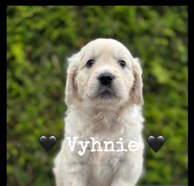 Vyhnie