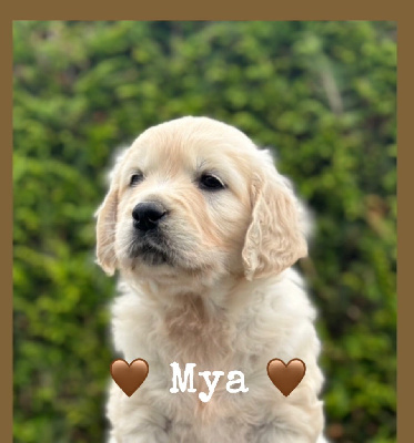 Mya