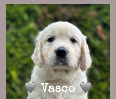 vasco