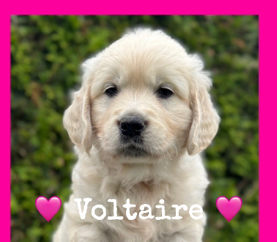 Voltaire 