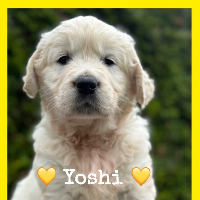 Yoshi