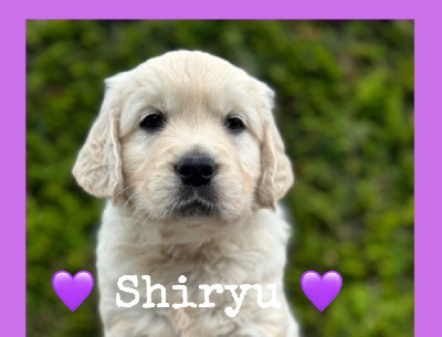 Shiryu