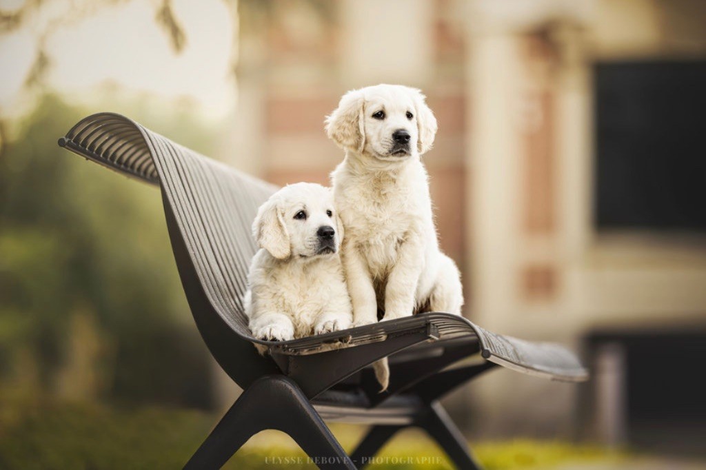 chiot Golden Retriever De L’Orée Du Royaume De Nala