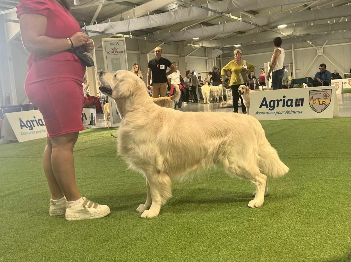 Starbucks De L'Orée Du Royaume De Nala