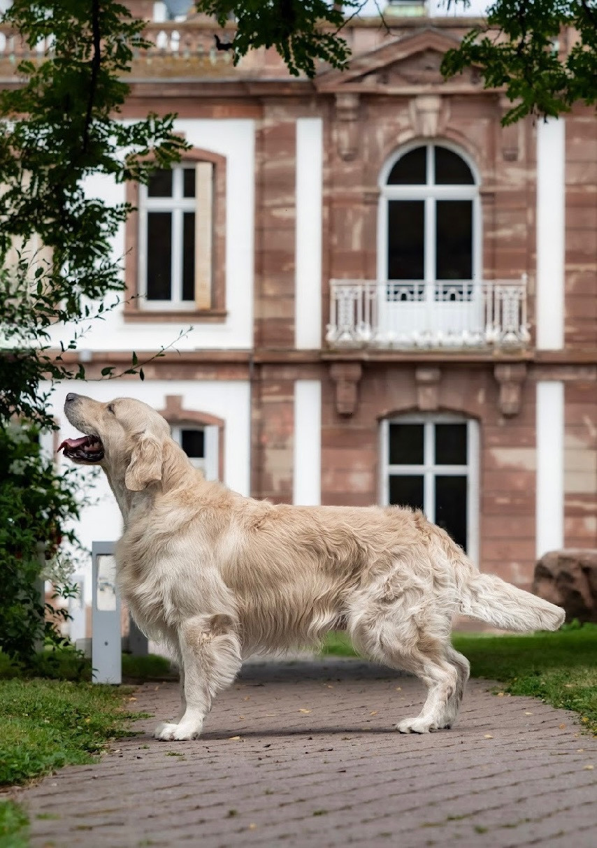 CH. Tape à l oeil De L'Orée Du Royaume De Nala