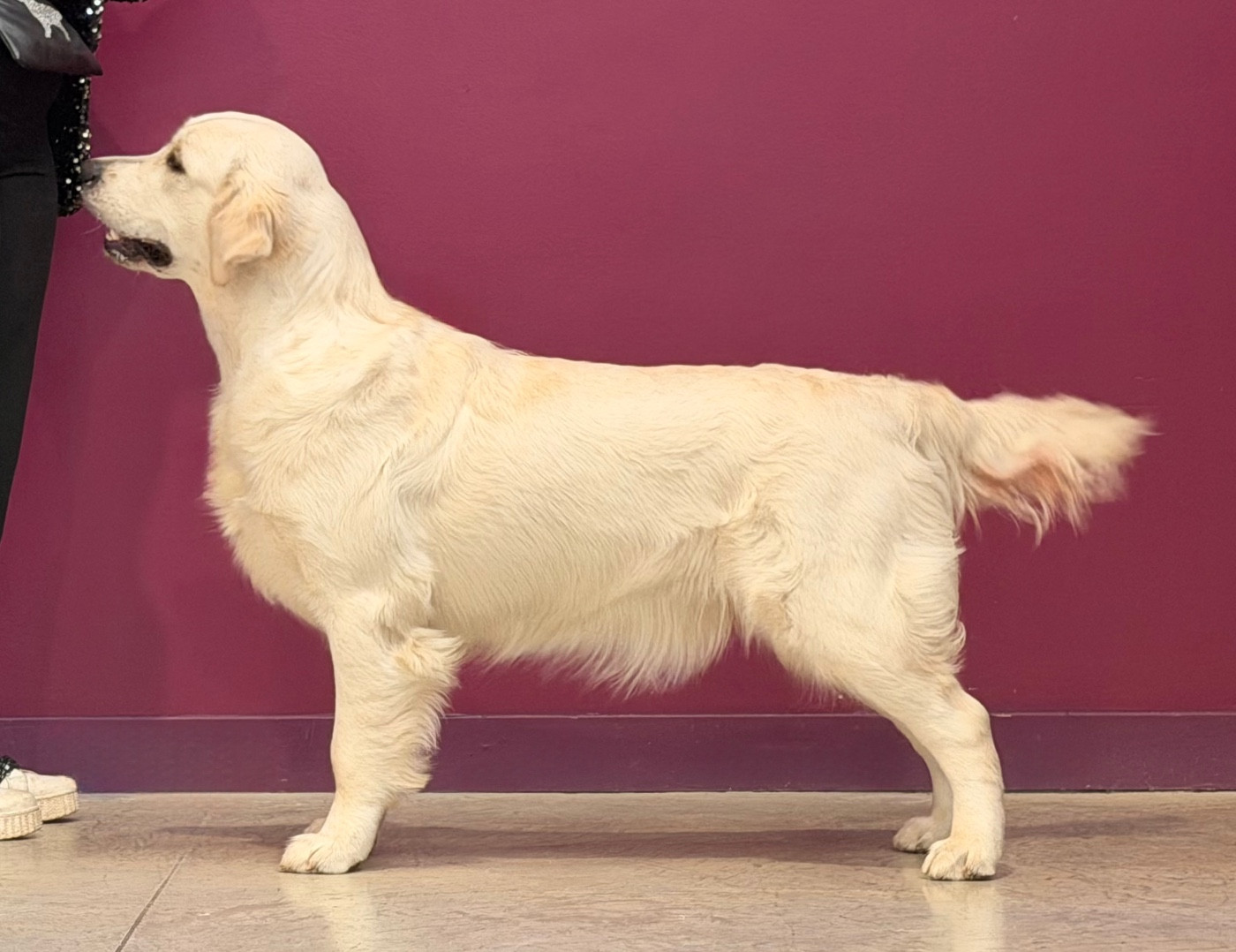 Authentique élégance De L'Orée Du Royaume De Nala