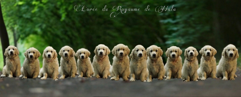 De L'Orée Du Royaume De Nala - Golden Retriever - Portée née le 05/05/2024