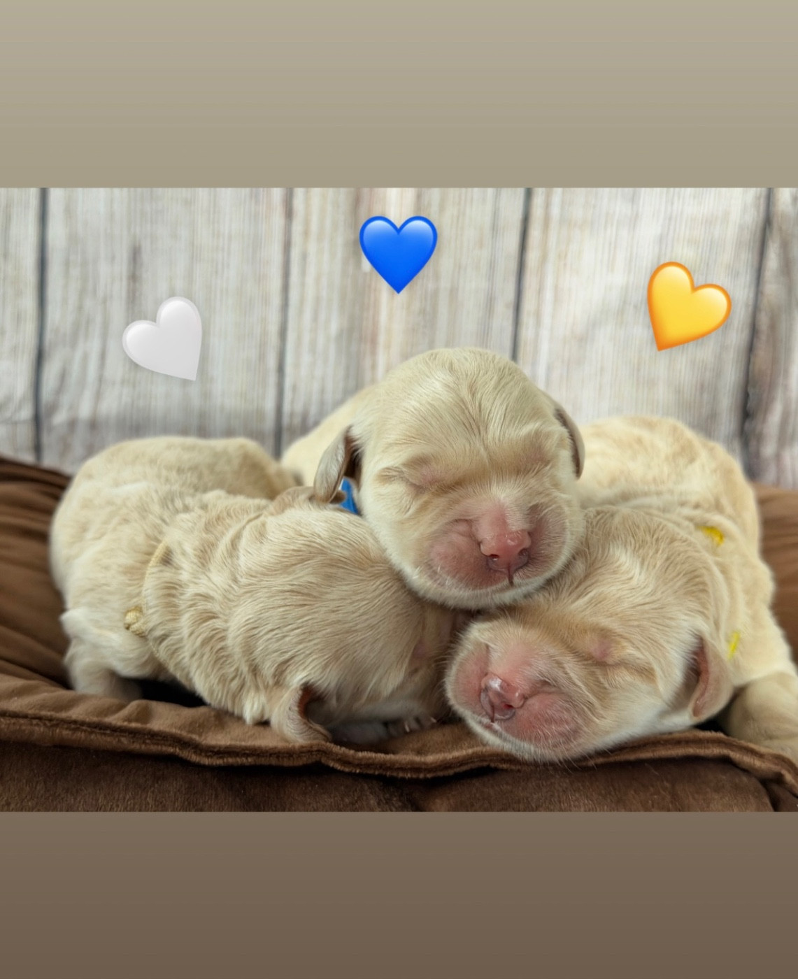 Chiot Golden Retriever De L'Orée Du Royaume De Nala