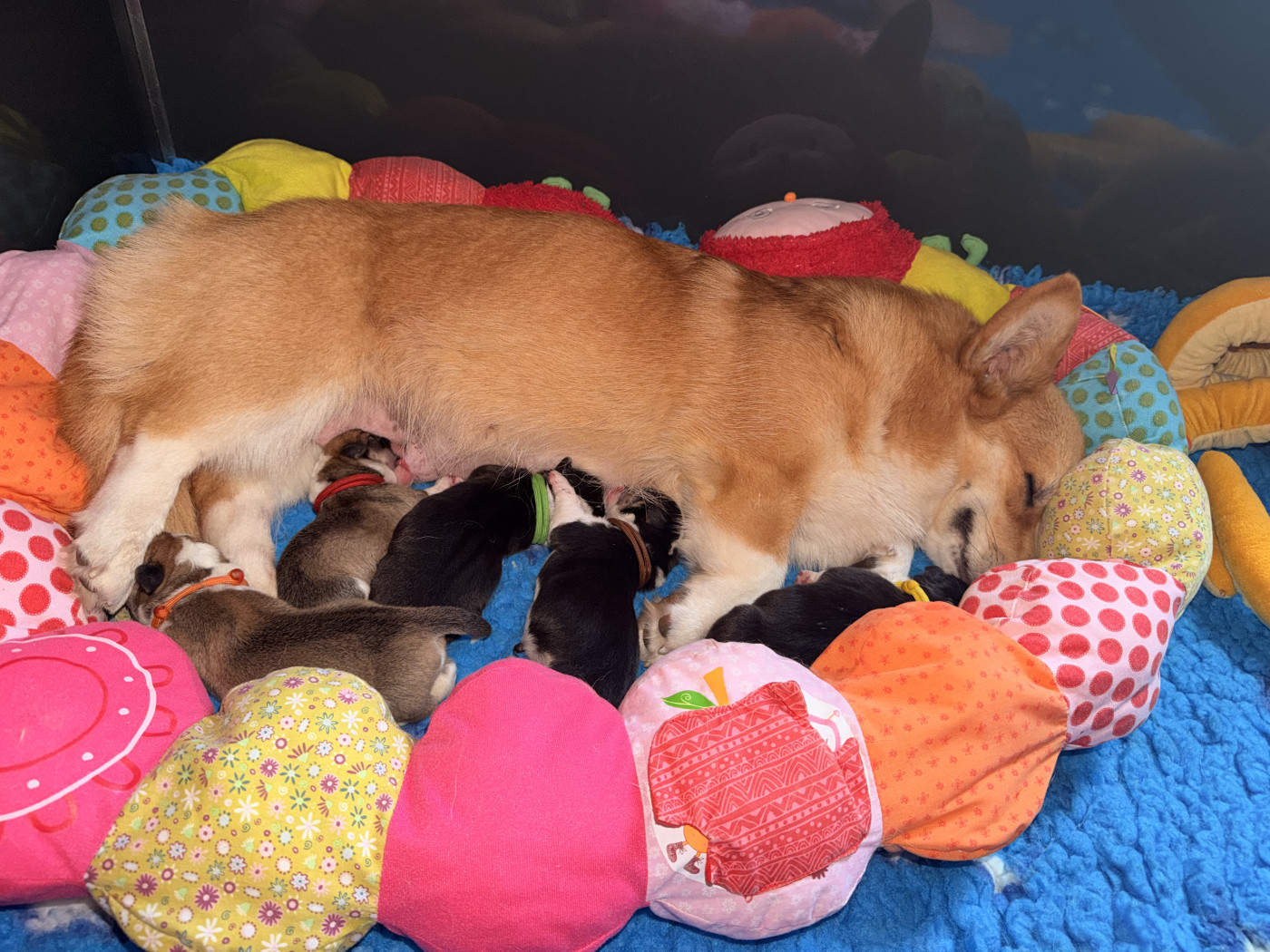 Chiot Welsh Corgi Pembroke De L'Orée Du Royaume De Nala