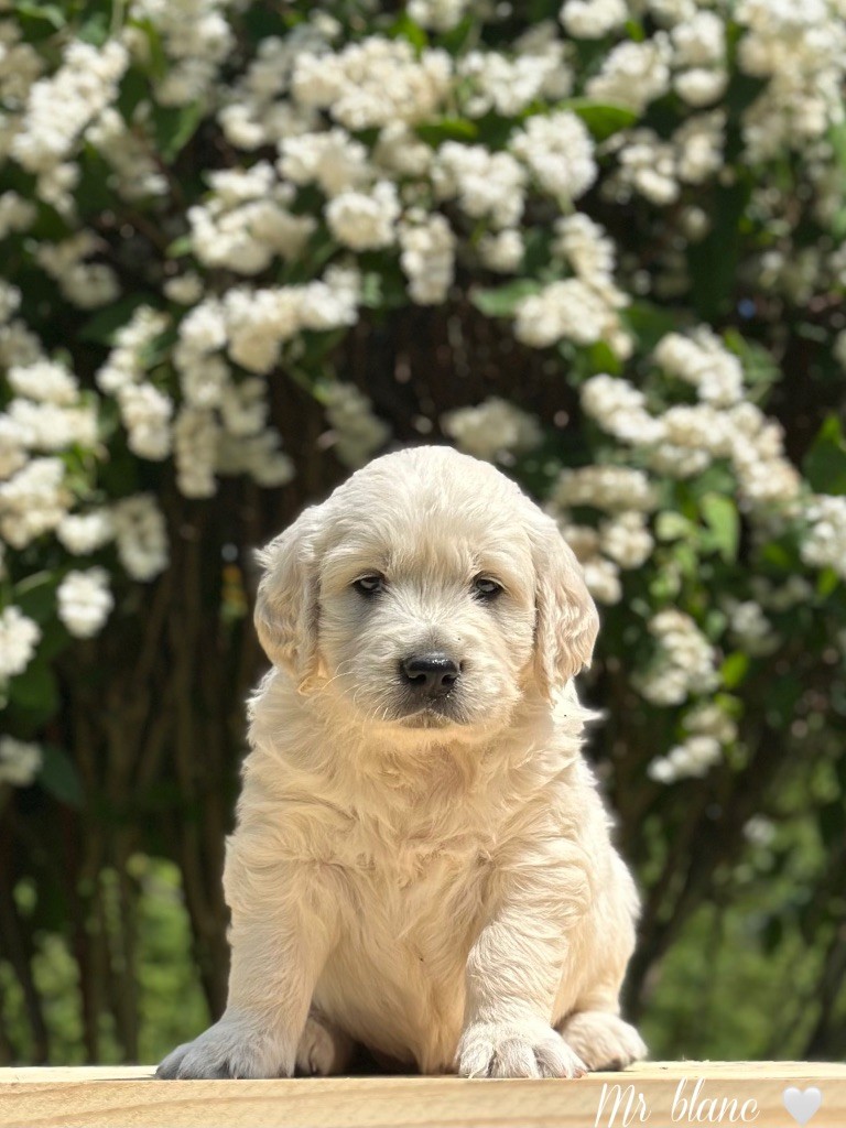 De L'Orée Du Royaume De Nala - Chiots disponibles - Golden Retriever