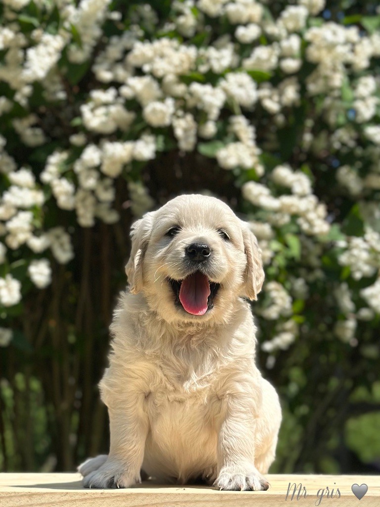 De L'Orée Du Royaume De Nala - Chiots disponibles - Golden Retriever