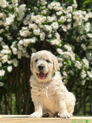 Alfy 