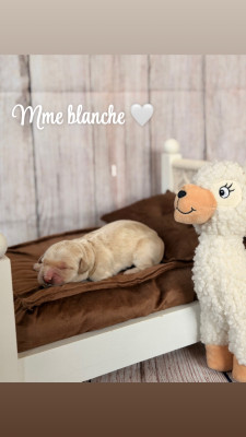 Mme blanche