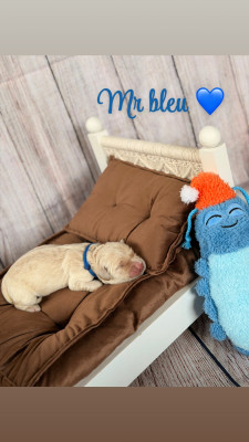 Mr bleu