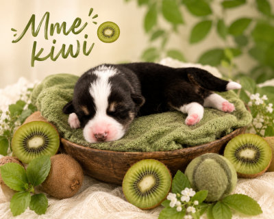 Mme kiwi