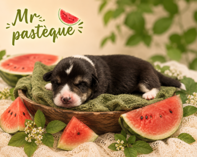 Mr pastèque