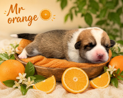 Mr orange