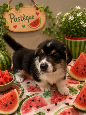 Mr pastèque