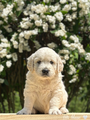 Ares